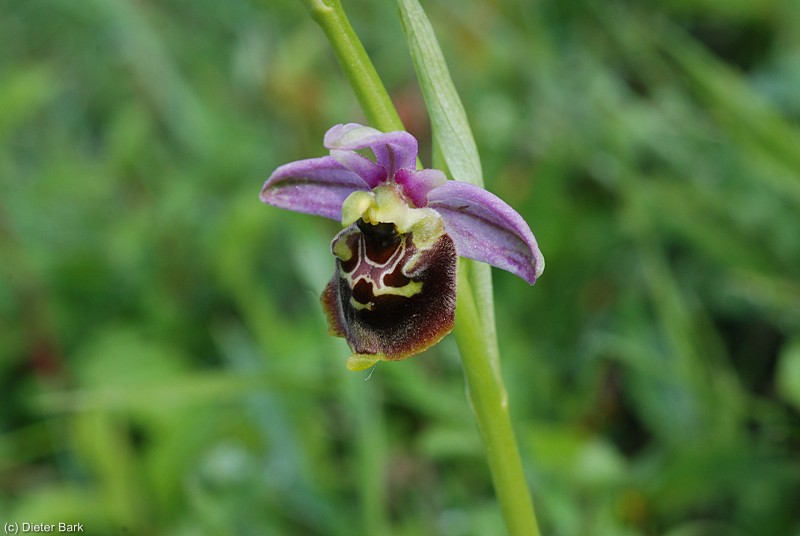 57 Hummelragwurz-Orchidee